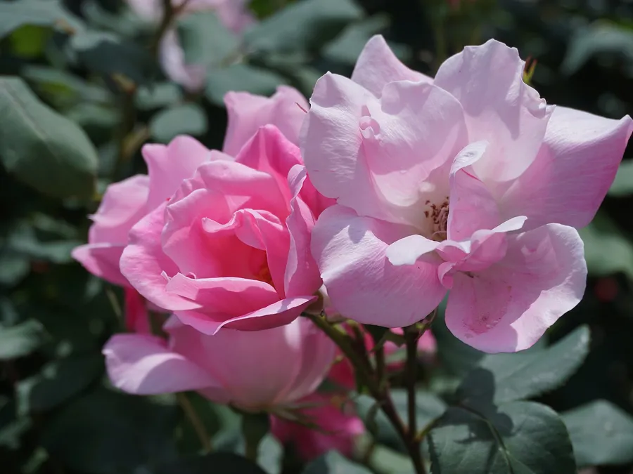 Lip blushing: answers we give most often