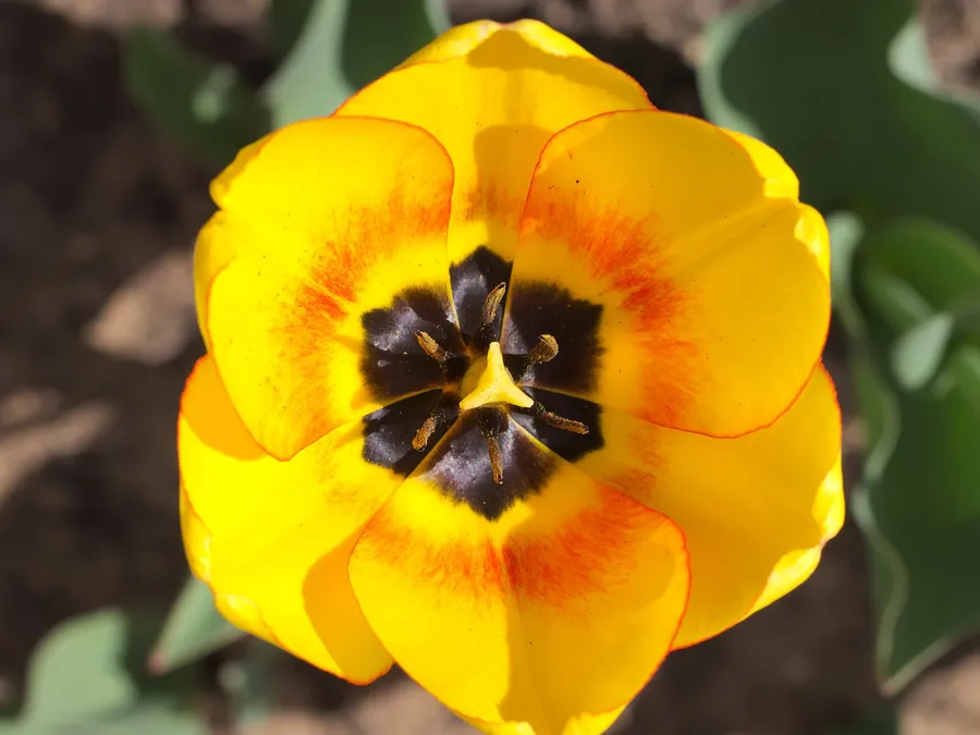 lip blushing — up close